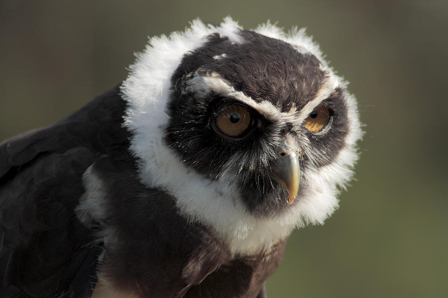 Spectacled owl Photograph by Iñaki Respaldiza