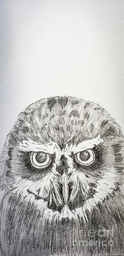 Spectacled Owl Intensive Drawing by Mary Capriole