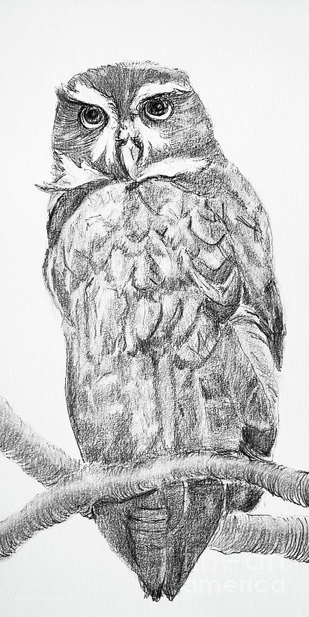 Spectacled Owl Drawing by Mary Capriole