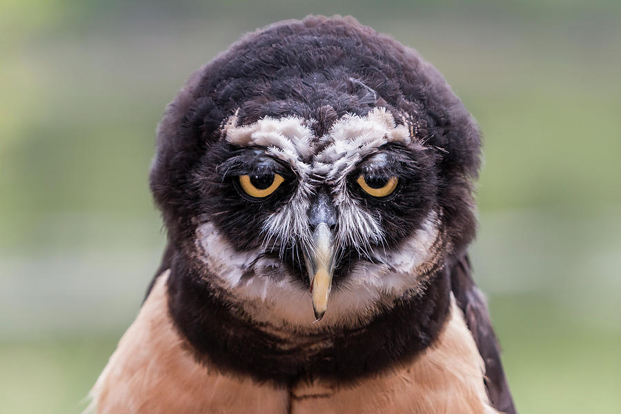 Feather Photograph - Spectacled Owl by Patti Deters