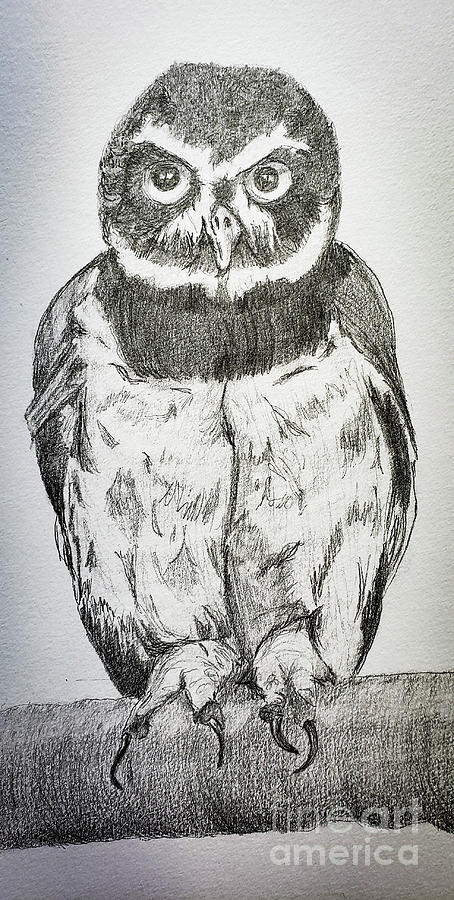 Spectacled Owl Standing Drawing by Mary Capriole