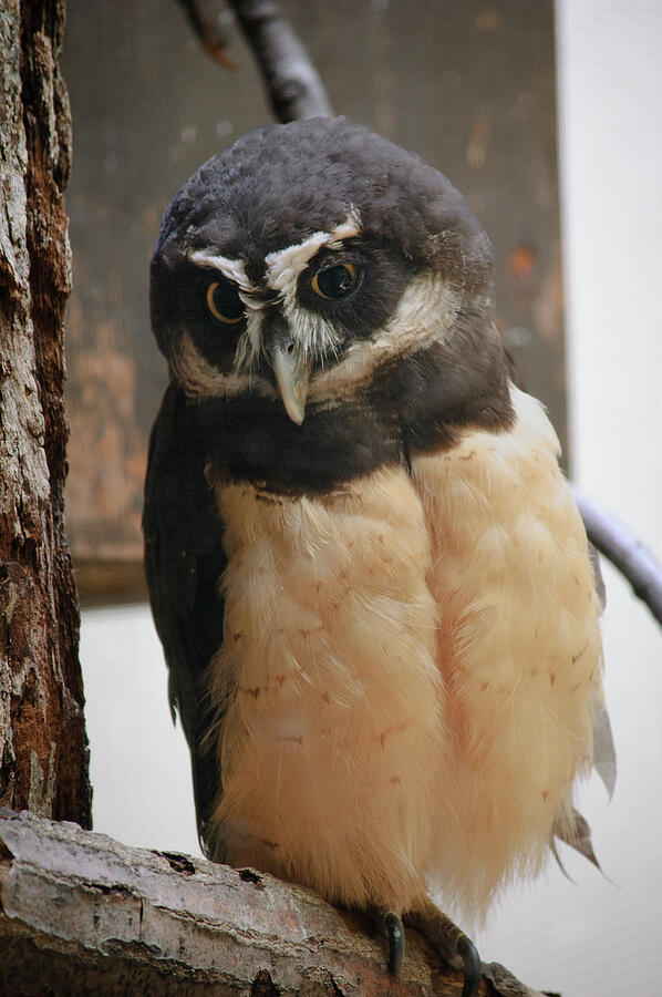 Spectacled Owl Photograph by Thierry Lach Spectacled Owl Photograph by Thierry Lach