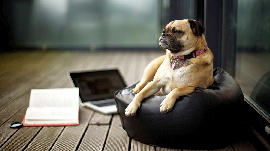 Spectacular Adorable Cute Small Dog Laptop High Resolution Photograph