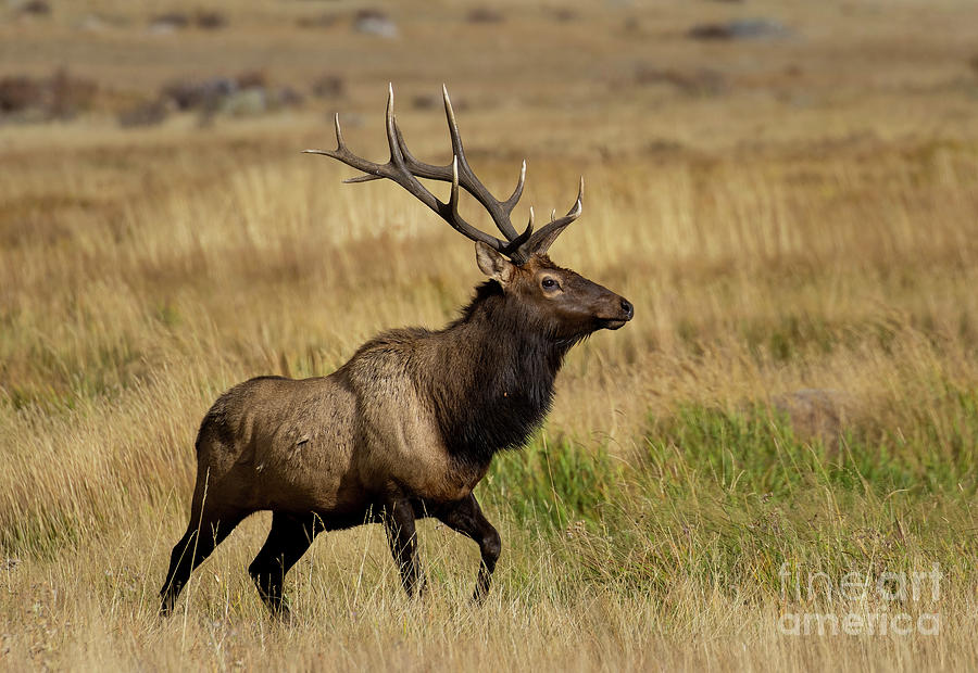 Spectacular Bull Elk Photograph