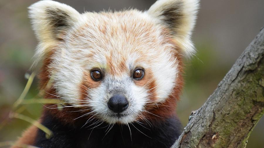 Spectacular Gorgeous Red Panda Close Up Ultra HD Photograph by ...