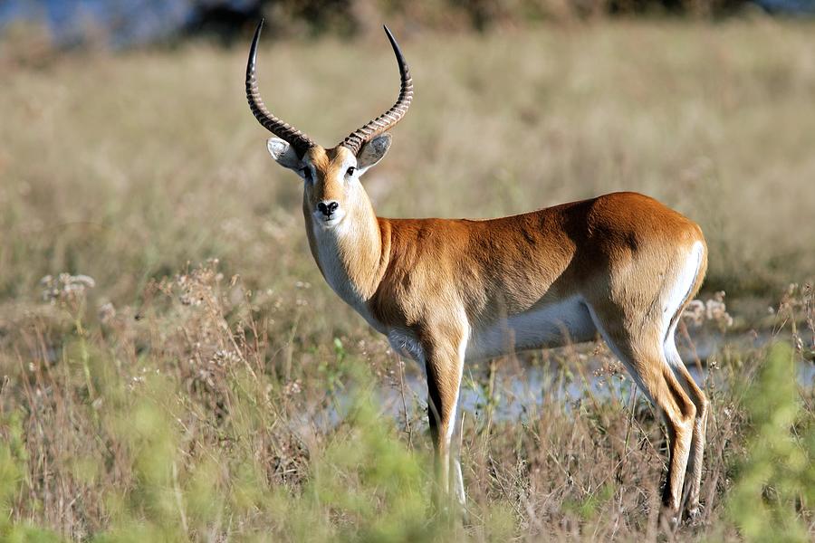 Spectacular Graceful African Antilope Antlers Ultra HD Photograph by ...