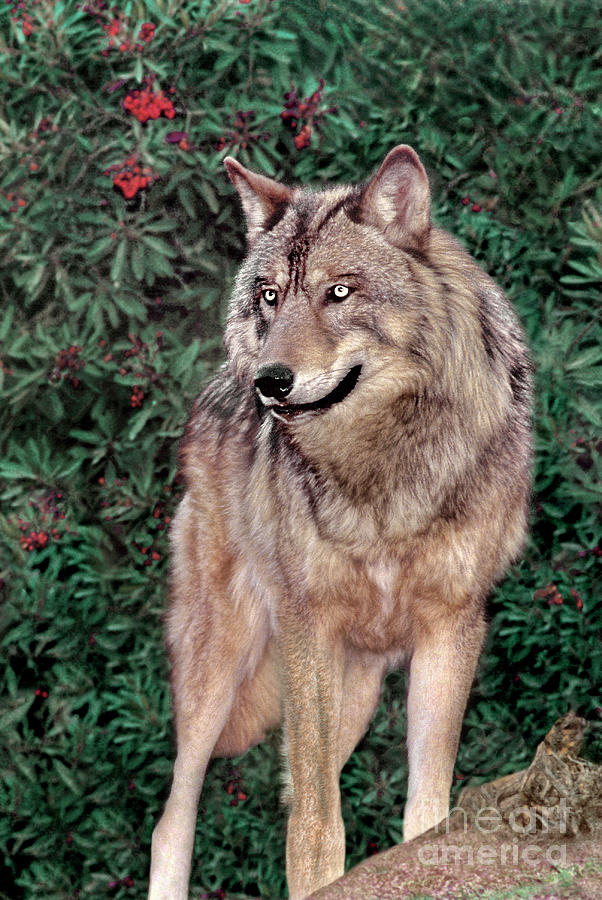 Spectacular Gray Wolf Canis Lupus Wildlife Rescue Photograph by Dave Welling