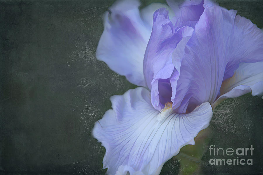 Spectacular Iris Texture Digital Art by Amy Dundon