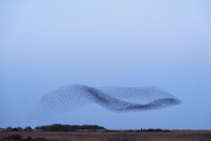 Spectacular murmuration of starlings, a swooping mass of thousands of birds in the sky. Photograph by Mint Images