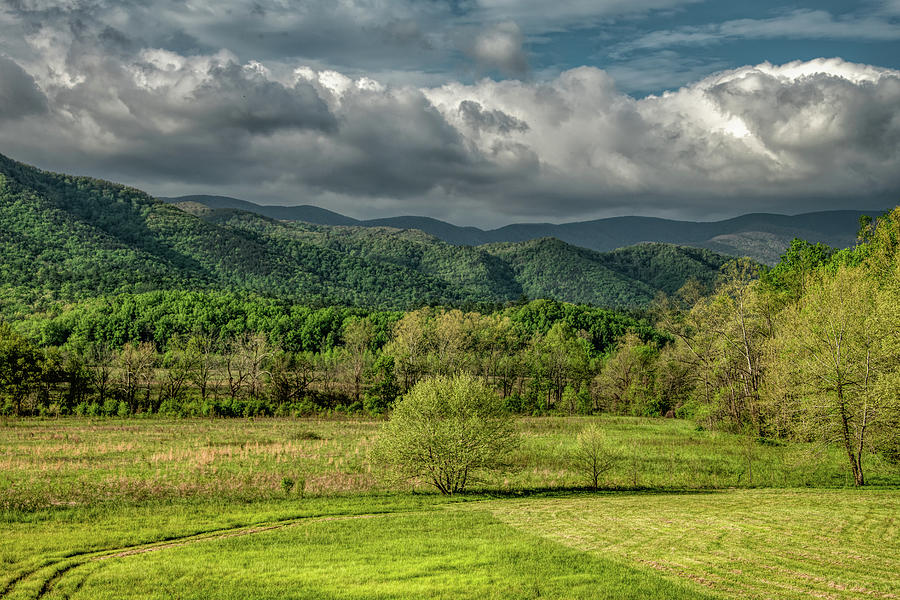 Spectacular Spring, Great Smoky Mountains National Park Photograph by Marcy Wielfaert
