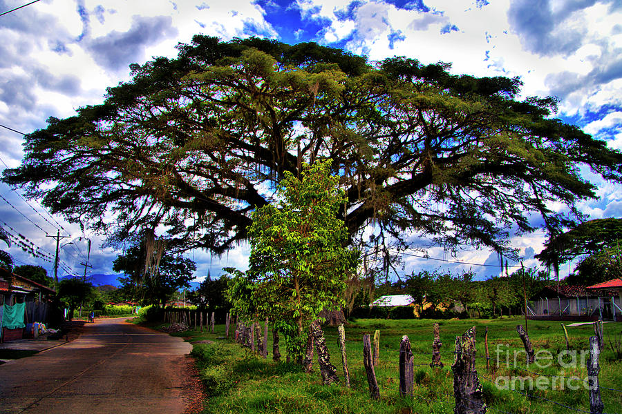 Spectacular Tree In La Maria, Colombia Photograph by Al Bourassa