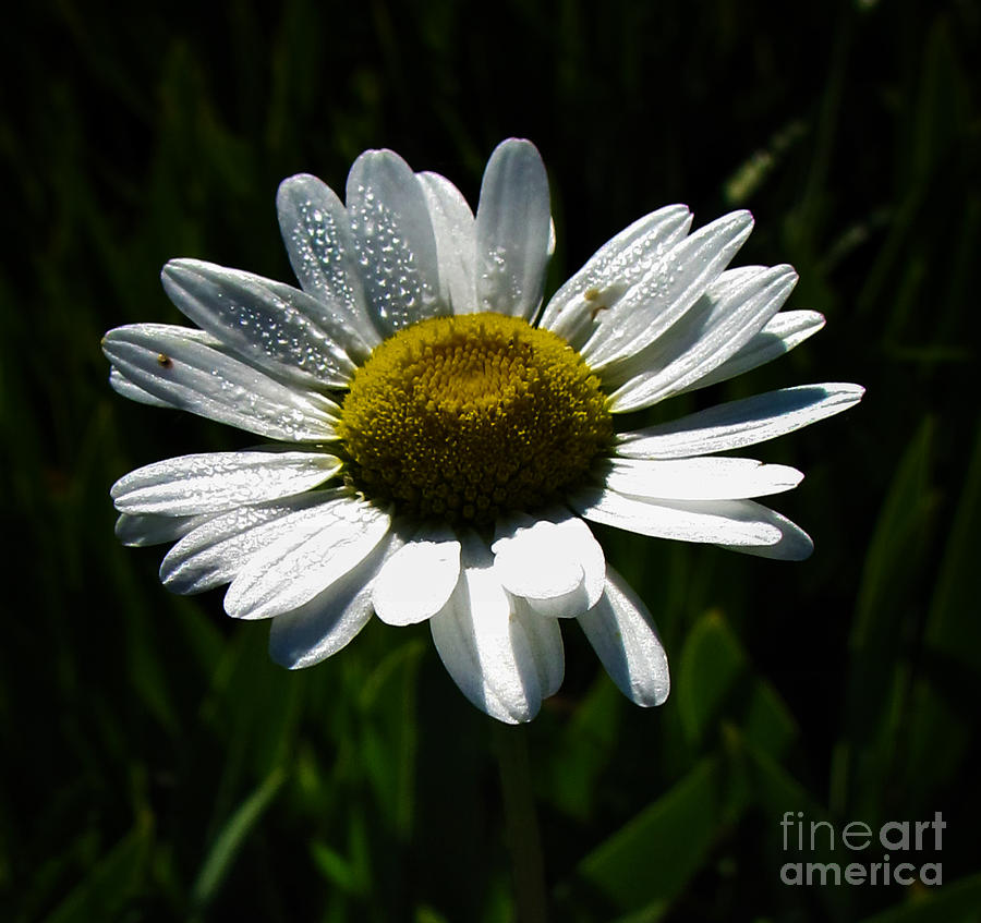 Spectacular White Daisy for Home Decor Wall Art Photograph by Delynn Addams