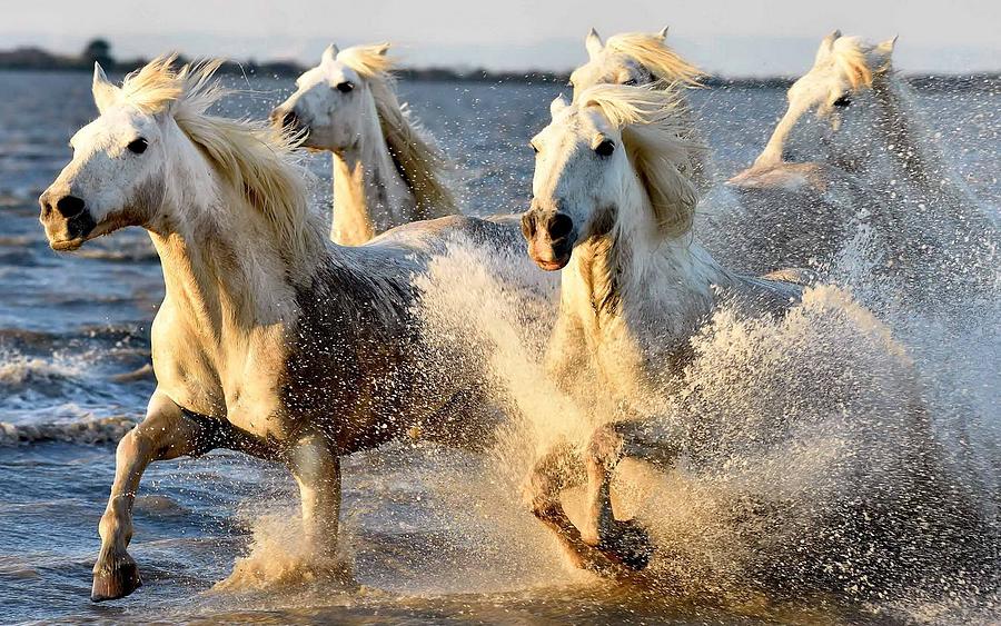 Spectacular Wild Horse Family Stampede Oceanside UHD Photograph by Art ...