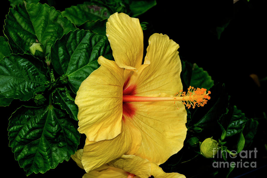 Spectacular Yellow Hibiscus In Andalucia, Colombia Photograph by Al Bourassa
