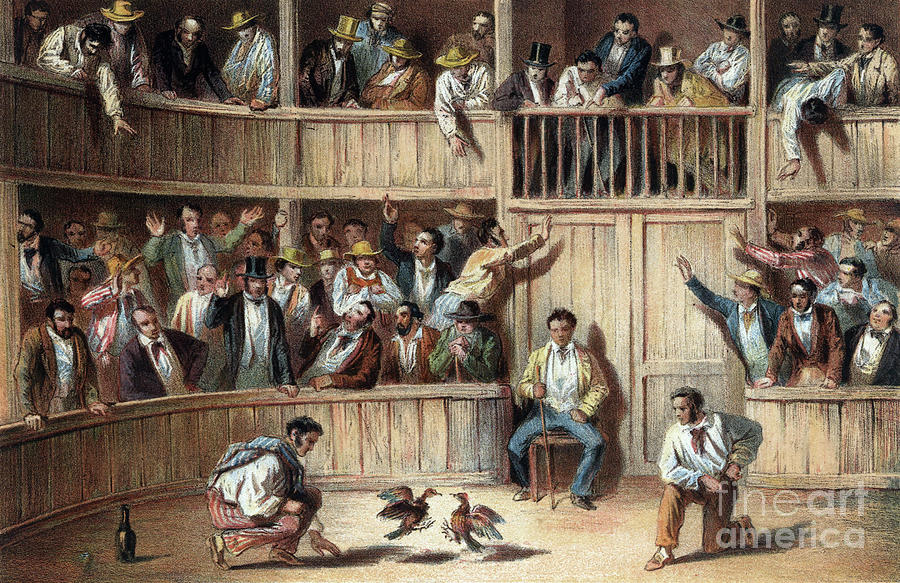 Spectators at a cockfight in Cuba Drawing by Granger
