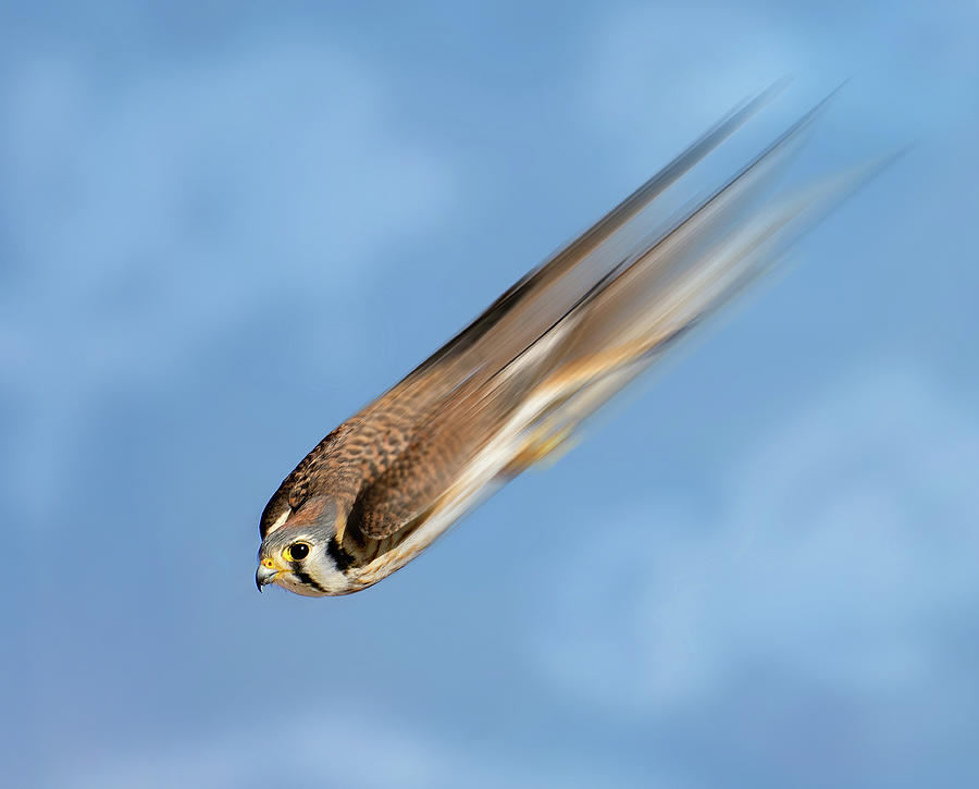 Speed of the Falcon Photograph by Judi Dressler