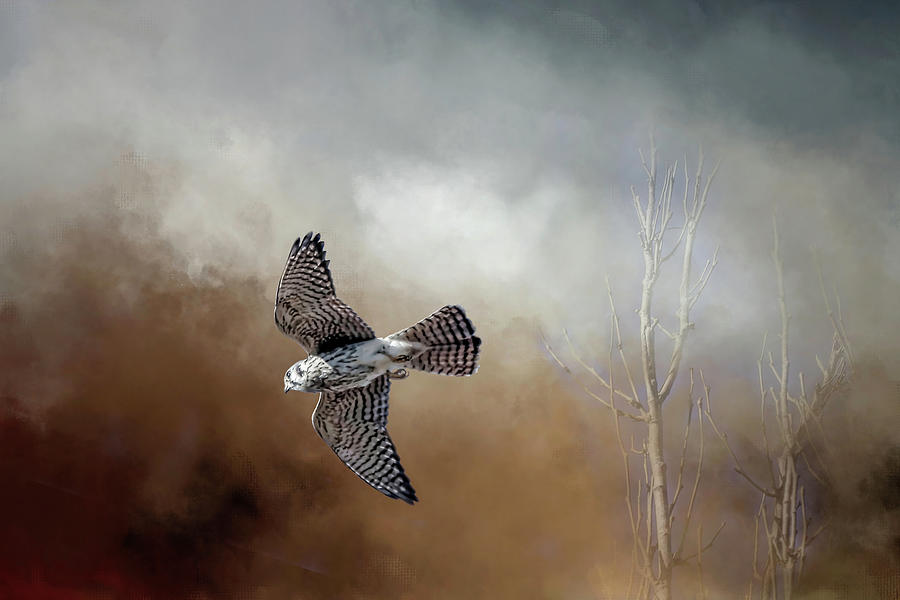 Falcon Photograph - Speeding Bullet by Donna Kennedy