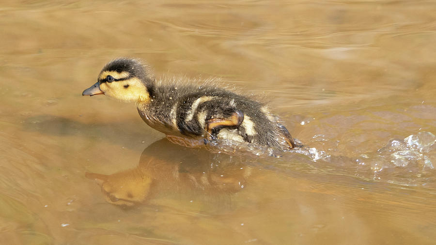 Speedy Duckling Photograph