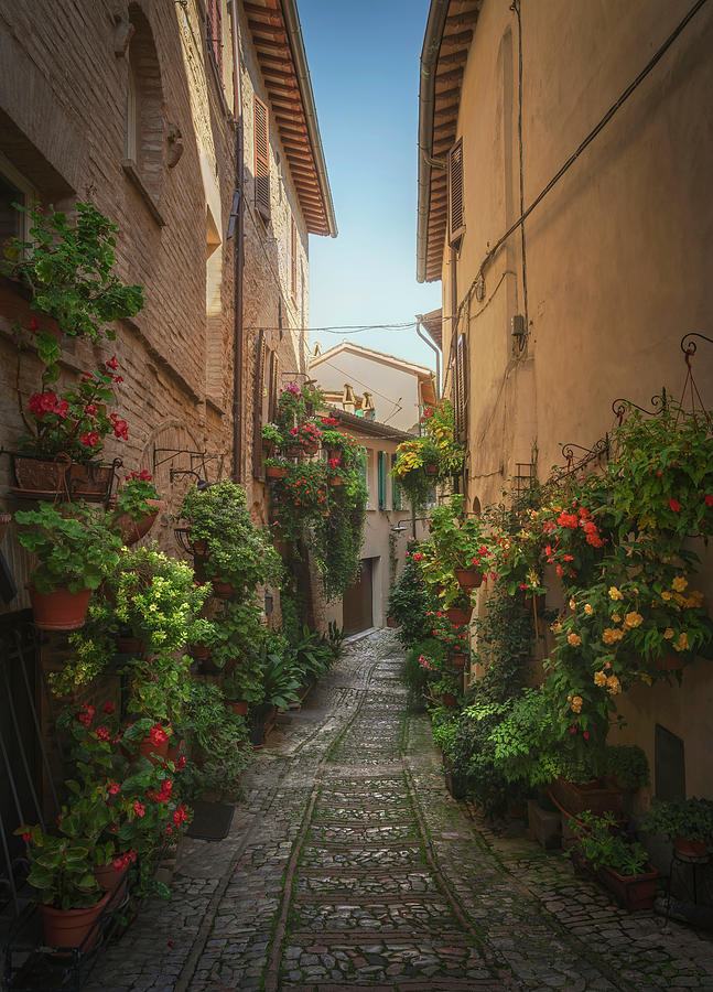 Plants and Flower in Spello street Photograph by Stefano Orazzini