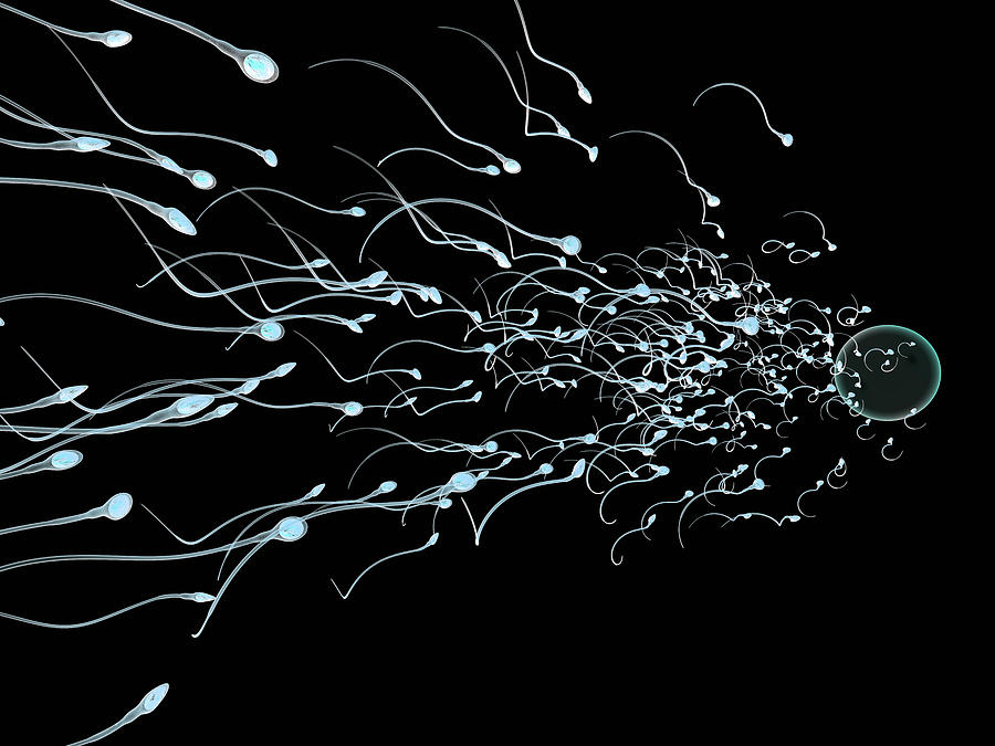 Sperm Approaching Egg Digital Art by Russell Kightley