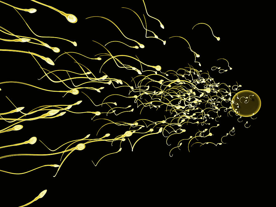 Sperm Fertilising Egg Yellow on Black Digital Art by Russell Kightley