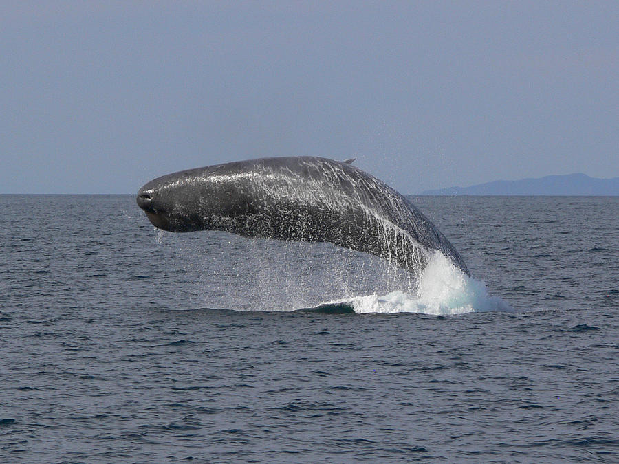 Sperm whale breaching (Physeter catodon) Photograph by Tim Melling