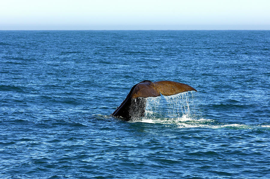 Sperm Whale Photograph by Doug Wittrock
