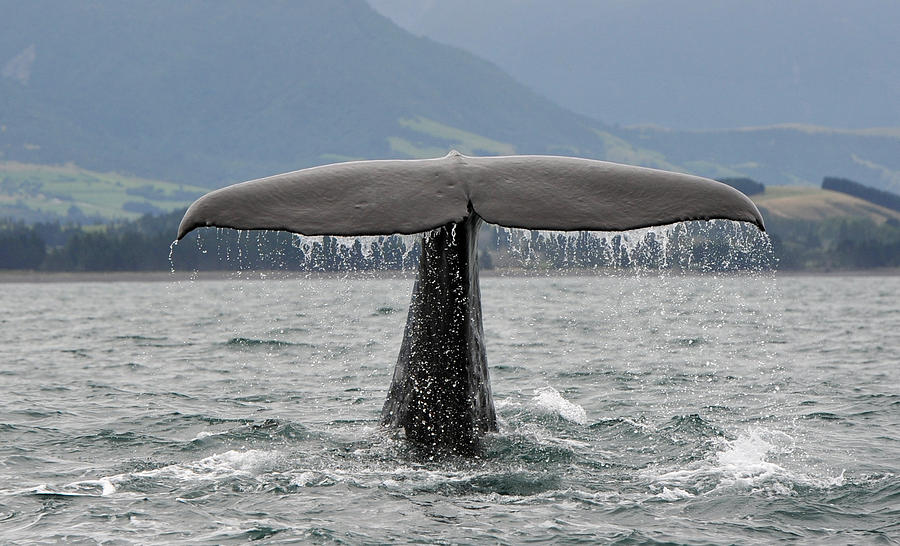 Sperm Whale Photograph by Oversnap