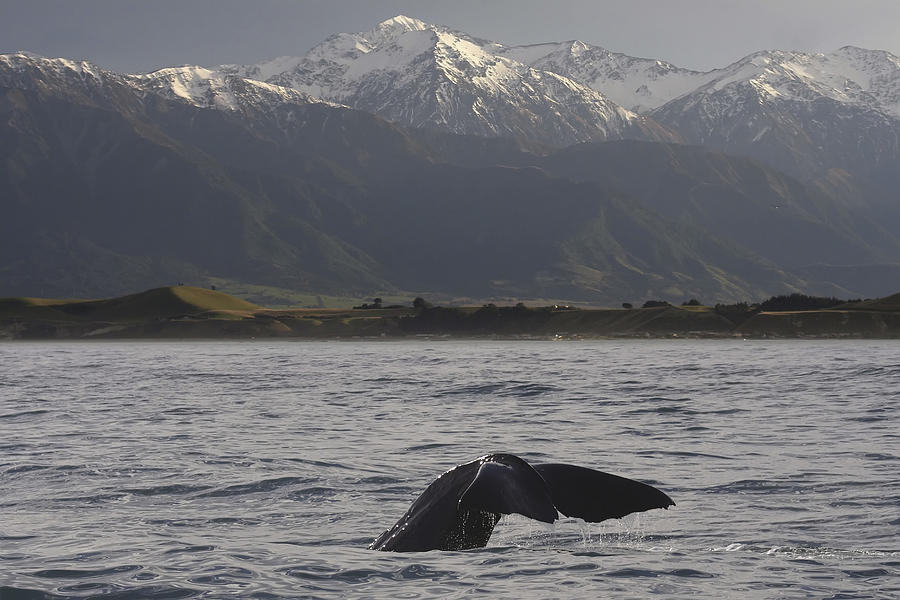 Sperm whale (Physeter macrocephalus). Kaikoura, South Island, New Zealand Photograph by Fotosearch