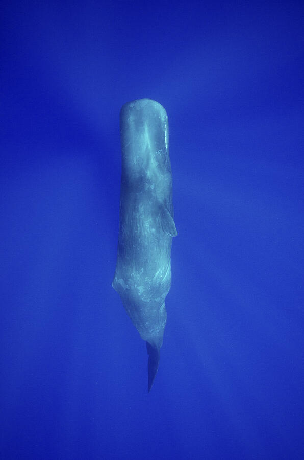 Sperm Whale sleeping in a candle light position. Sperm Whale (Physeter catodon) Indian Ocean Photograph by Gerard Soury Sperm Whale sleeping in a candle light position. Sperm Whale (Physeter catodon) Indian Ocean Photograph by Gerard Soury