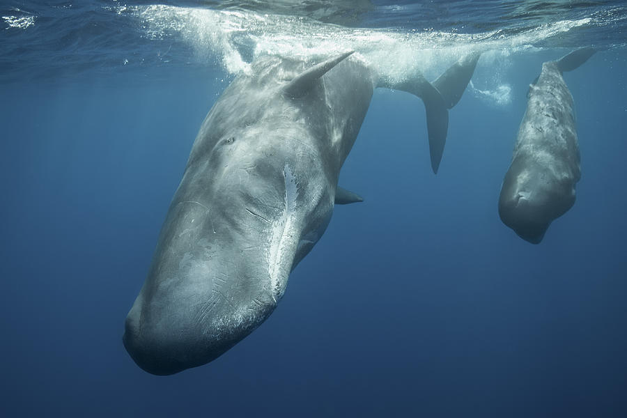 Sperm whales on the move Photograph by Reinhard Mink