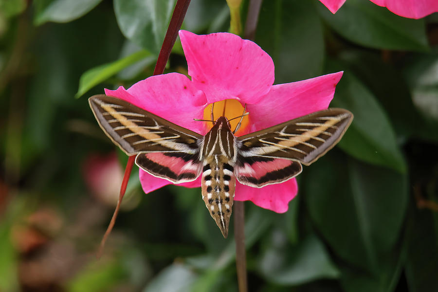Sphinx Moth Photograph by Brook Burling
