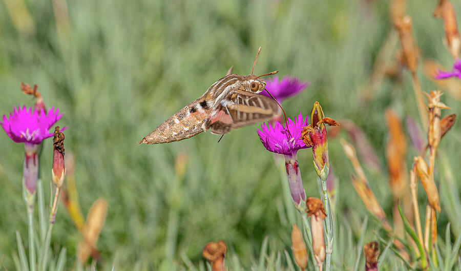 Nature Photograph - Sphinx Moth Foraging #2 by Morris Finkelstein