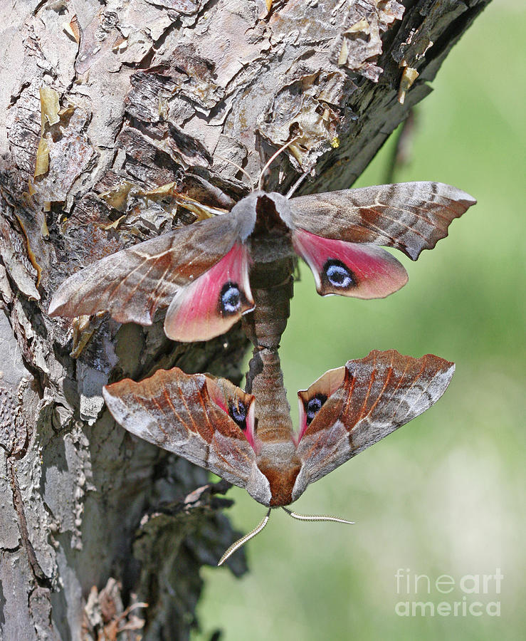 Sphinx Moth Photograph by Gary Wing