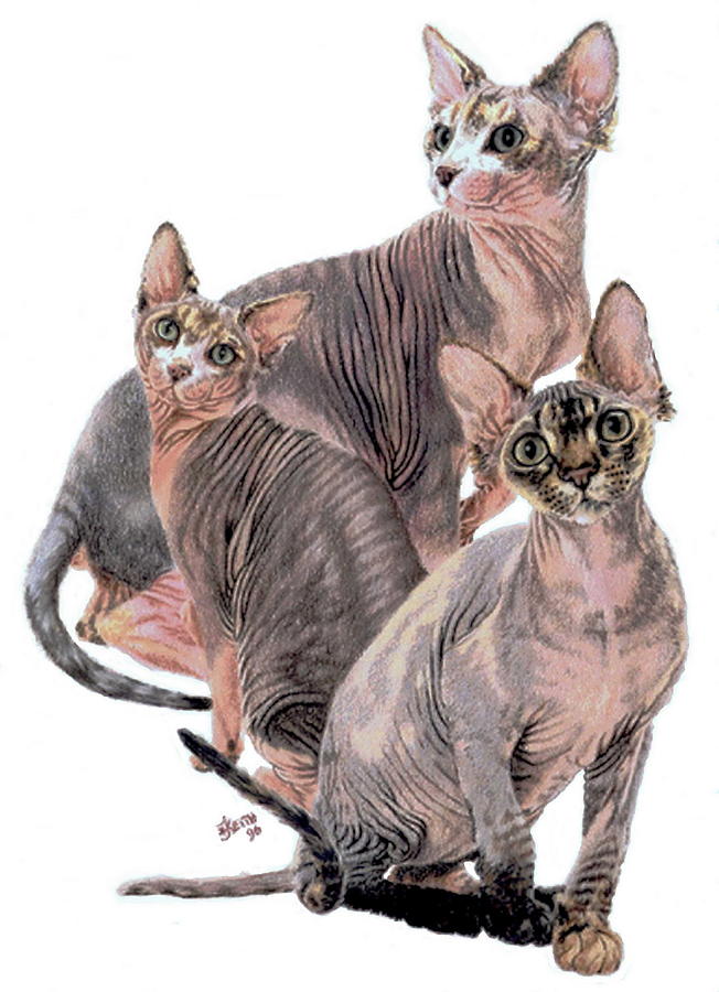 Sphynx Collage Drawing by Barbara Keith