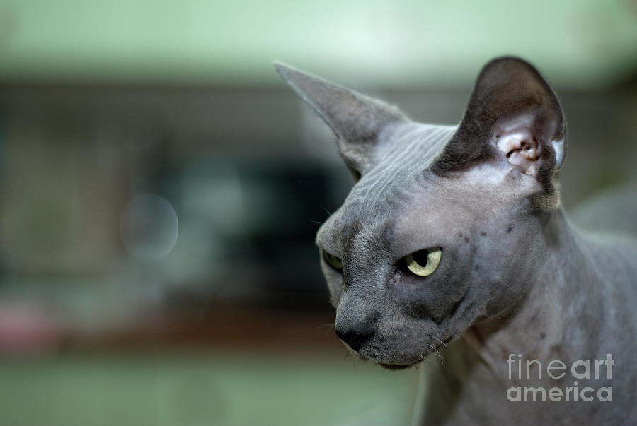 Sphynx Hairless cat w1 Photograph by Amir Paz