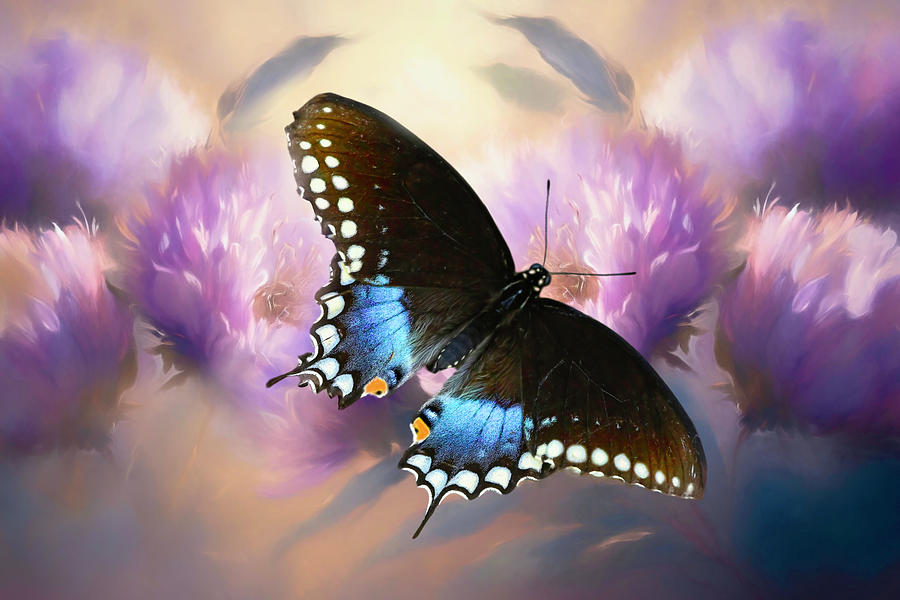 Butterfly Photograph - Spicebush by Donna Kennedy