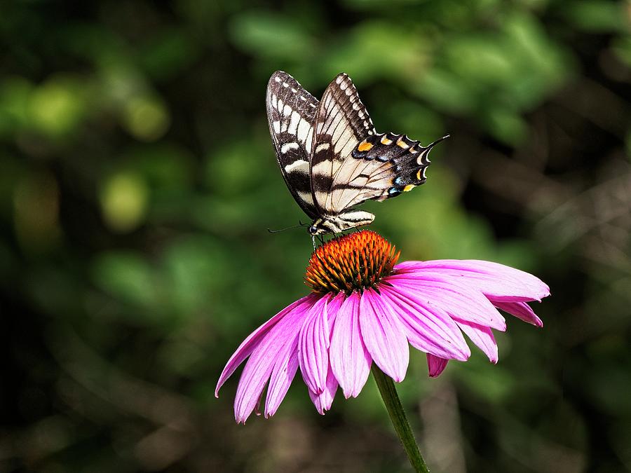 Spicebush Swallowtail Butterfly 3 Photograph by Steven Ralser