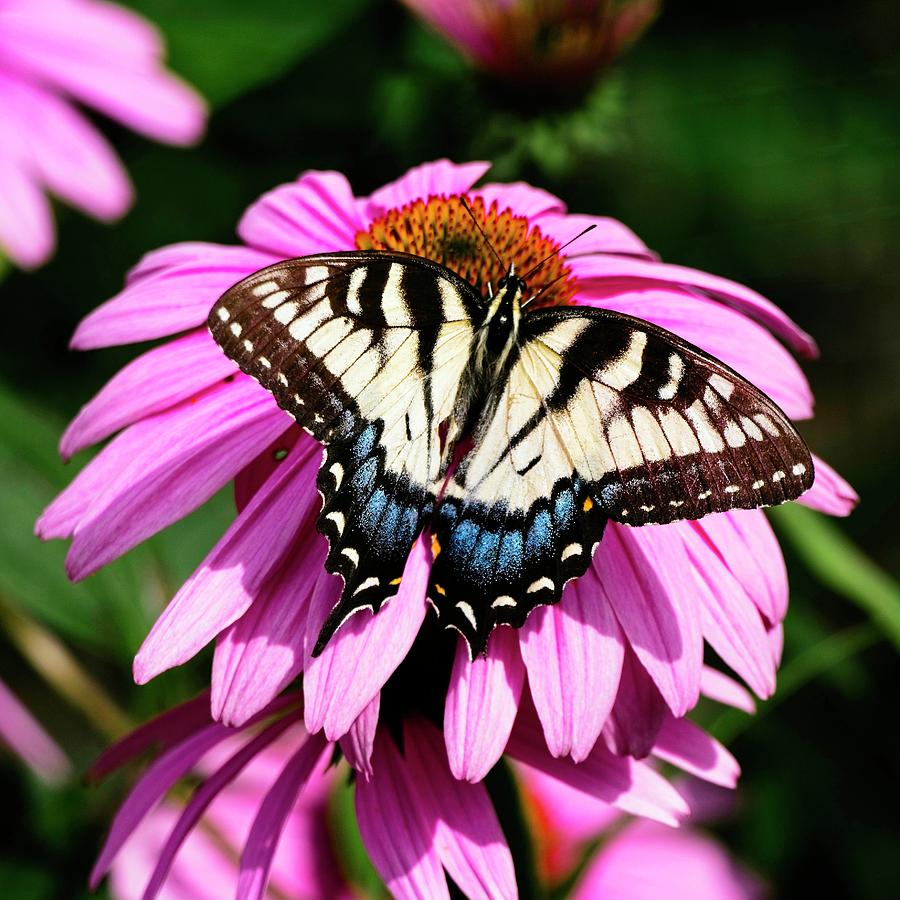 Spicebush Swallowtail Butterfly 4 Photograph by Steven Ralser
