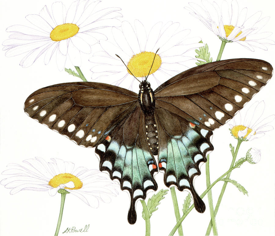 Spicebush Swallowtail Butterfly And Field Daisy Painting by Linda K Powell