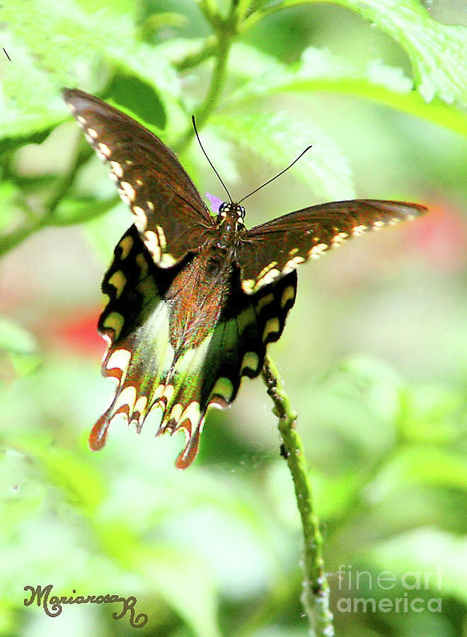 Spicebush Swallowtail Butterfly Photograph by Mariarosa Rockefeller