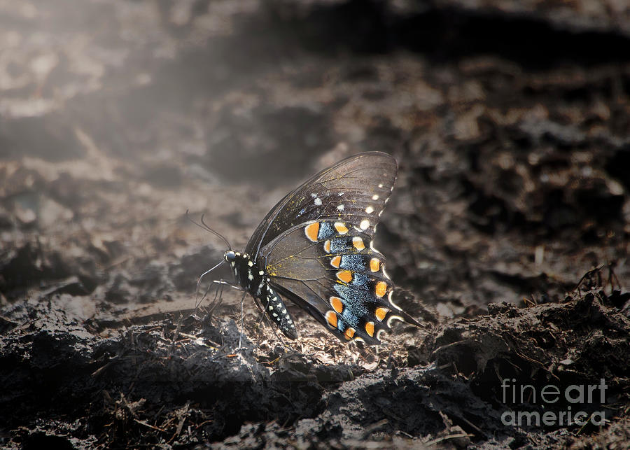 Spicebush Swallowtail Butterfly on Black Background Photograph by Ilene Hoffman