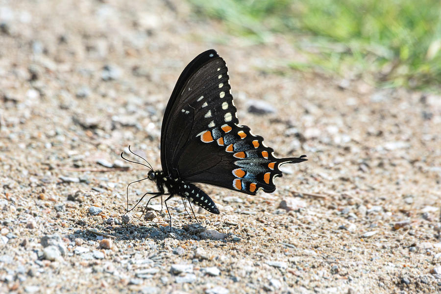 Spicebush Swallowtail Butterfly on Gravel Photograph by Ilene Hoffman