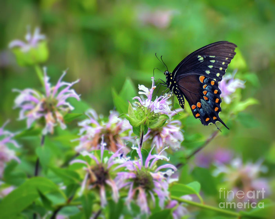 Spicebush Swallowtail Butterfly on the Bee Balm Photograph by Kerri Farley
