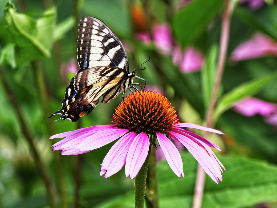 Spicebush Swallowtail Butterfly Photograph by Steven Ralser