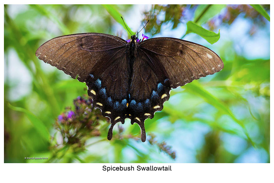 Spicebush Swallowtail Photograph by David Speace