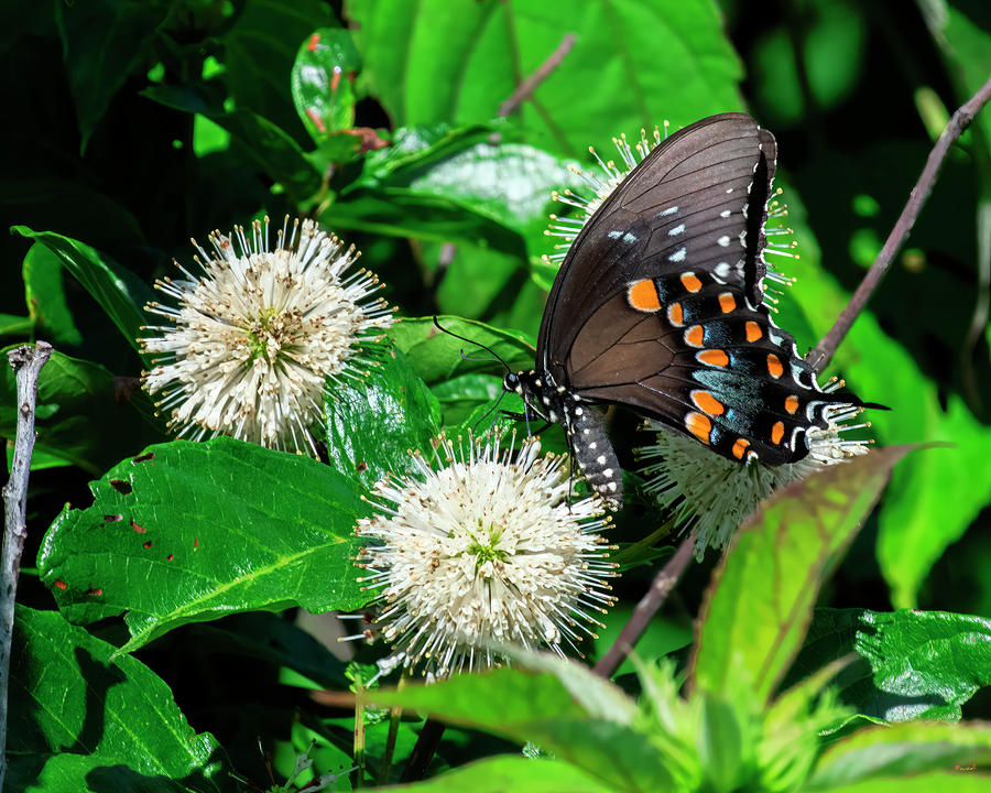 Spicebush Swallowtail DIN0386 Photograph by Gerry Gantt Spicebush Swallowtail DIN0386 Photograph by Gerry Gantt