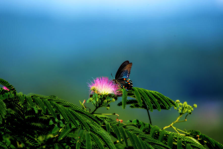 Spicebush Swallowtail feeding in open on a mimosa tree flower Photograph by Dan Friend Spicebush Swallowtail feeding in open on a mimosa tree flower Photograph by Dan Friend