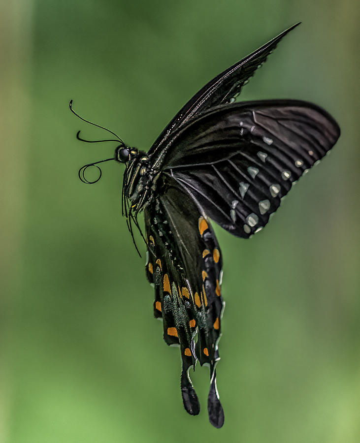 Spicebush Swallowtail in Flight Photograph by Brian Shoemaker