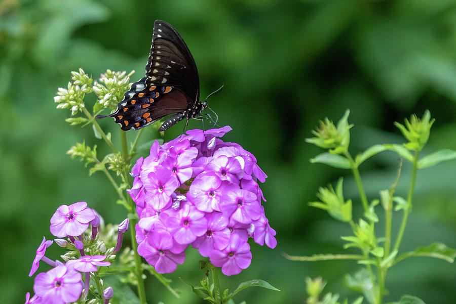 Spicebush Swallowtail  Photograph by Kevin Suttlehan